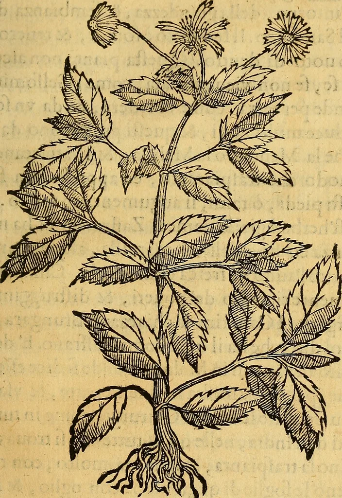 An illustration from Trattato di Christoforo Acosta Africano medico, & chirurgo della historia, natura, et virtu delle droghe medicinali, & altri semplici rarissimi, che vengono portati dalle Indie Orientali in Europa : con le figures delle piante ritratte, & disegnate dal viuo poste a' luoghi proprij ; nuouamente recato dalla Spagnuola nella nostra lingua .., 1585, leaf 304
