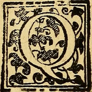 An illustration from Trattato di Christoforo Acosta Africano medico, & chirurgo della historia, natura, et virtu delle droghe medicinali, & altri semplici rarissimi, che vengono portati dalle Indie Orientali in Europa : con le figures delle piante ritratte, & disegnate dal viuo poste a' luoghi proprij ; nuouamente recato dalla Spagnuola nella nostra lingua .., 1585, leaf 305