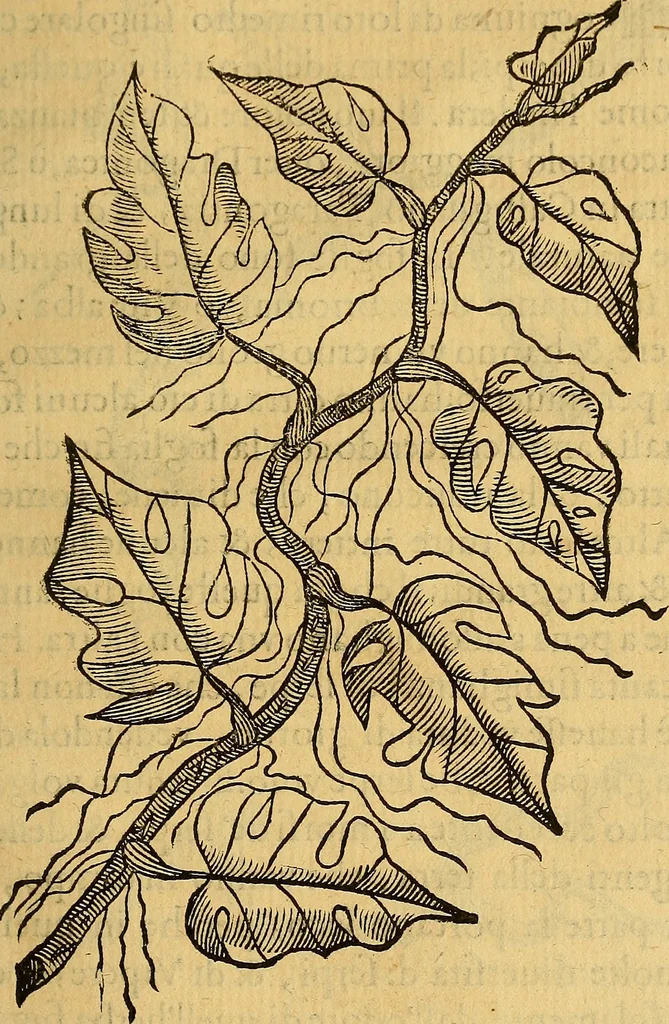 An illustration from Trattato di Christoforo Acosta Africano medico, & chirurgo della historia, natura, et virtu delle droghe medicinali, & altri semplici rarissimi, che vengono portati dalle Indie Orientali in Europa : con le figures delle piante ritratte, & disegnate dal viuo poste a' luoghi proprij ; nuouamente recato dalla Spagnuola nella nostra lingua .., 1585, leaf 312
