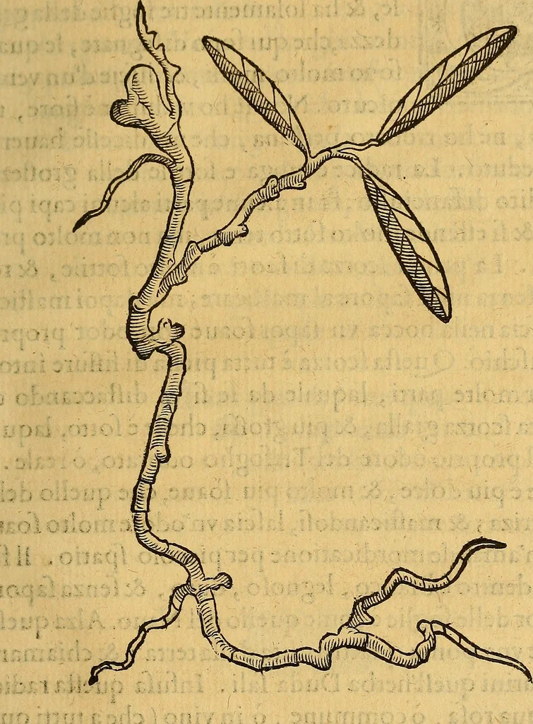 An illustration from Trattato di Christoforo Acosta Africano medico, & chirurgo della historia, natura, et virtu delle droghe medicinali, & altri semplici rarissimi, che vengono portati dalle Indie Orientali in Europa : con le figures delle piante ritratte, & disegnate dal viuo poste a' luoghi proprij ; nuouamente recato dalla Spagnuola nella nostra lingua .., 1585, leaf 314
