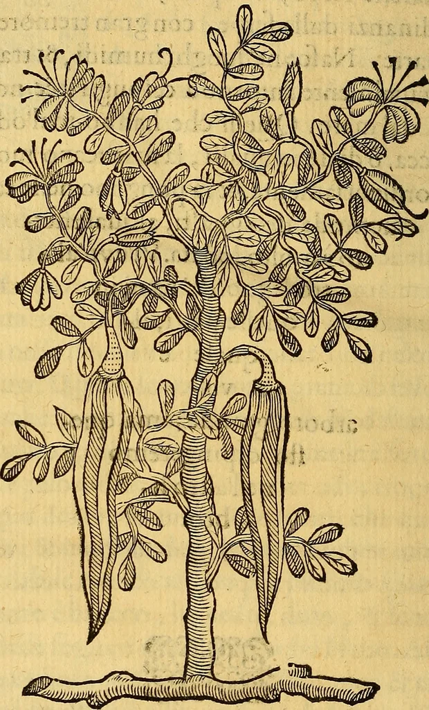 An illustration from Trattato di Christoforo Acosta Africano medico, & chirurgo della historia, natura, et virtu delle droghe medicinali, & altri semplici rarissimi, che vengono portati dalle Indie Orientali in Europa : con le figures delle piante ritratte, & disegnate dal viuo poste a' luoghi proprij ; nuouamente recato dalla Spagnuola nella nostra lingua .., 1585, leaf 317