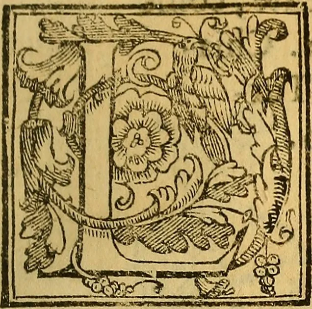An illustration from Trattato di Christoforo Acosta Africano medico, & chirurgo della historia, natura, et virtu delle droghe medicinali, & altri semplici rarissimi, che vengono portati dalle Indie Orientali in Europa : con le figures delle piante ritratte, & disegnate dal viuo poste a' luoghi proprij ; nuouamente recato dalla Spagnuola nella nostra lingua .., 1585, leaf 318
