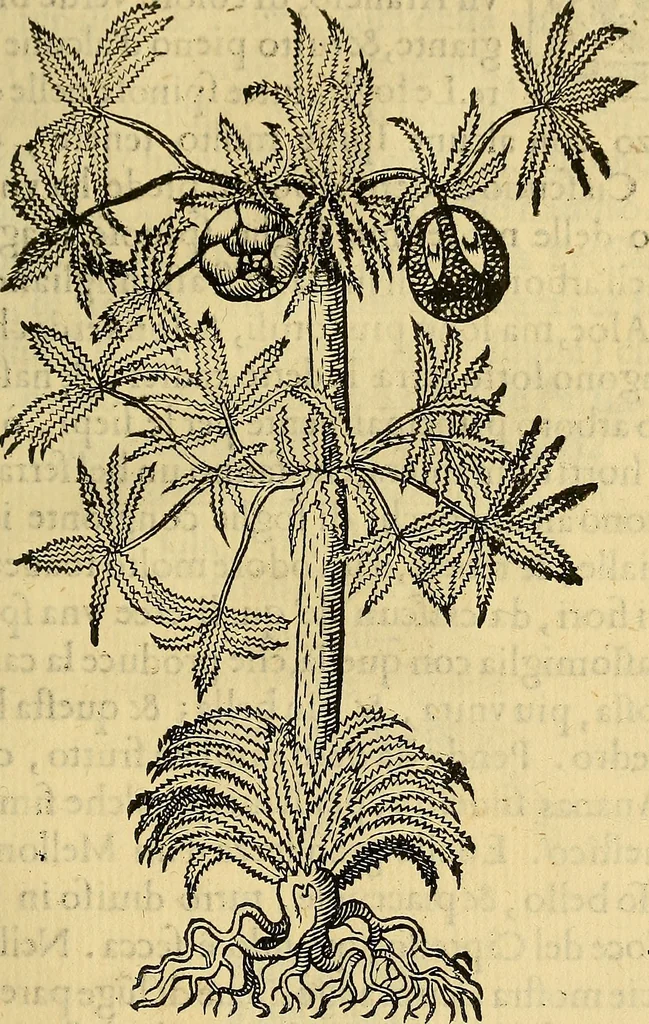 An illustration from Trattato di Christoforo Acosta Africano medico, & chirurgo della historia, natura, et virtu delle droghe medicinali, & altri semplici rarissimi, che vengono portati dalle Indie Orientali in Europa : con le figures delle piante ritratte, & disegnate dal viuo poste a' luoghi proprij ; nuouamente recato dalla Spagnuola nella nostra lingua .., 1585, leaf 320