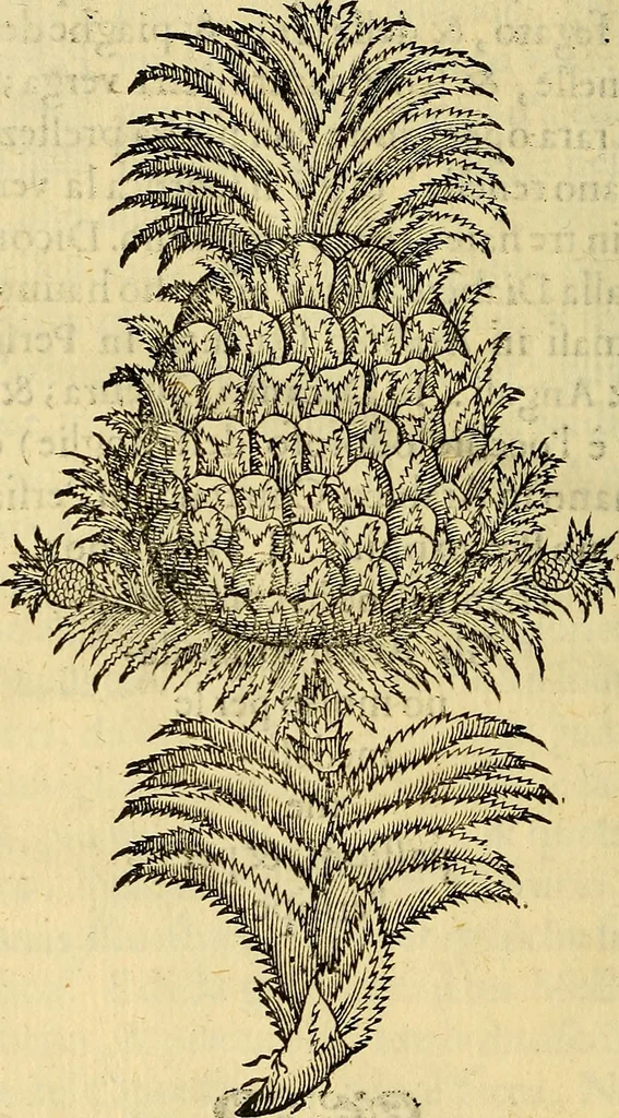 An illustration from Trattato di Christoforo Acosta Africano medico, & chirurgo della historia, natura, et virtu delle droghe medicinali, & altri semplici rarissimi, che vengono portati dalle Indie Orientali in Europa : con le figures delle piante ritratte, & disegnate dal viuo poste a' luoghi proprij ; nuouamente recato dalla Spagnuola nella nostra lingua .., 1585, leaf 323