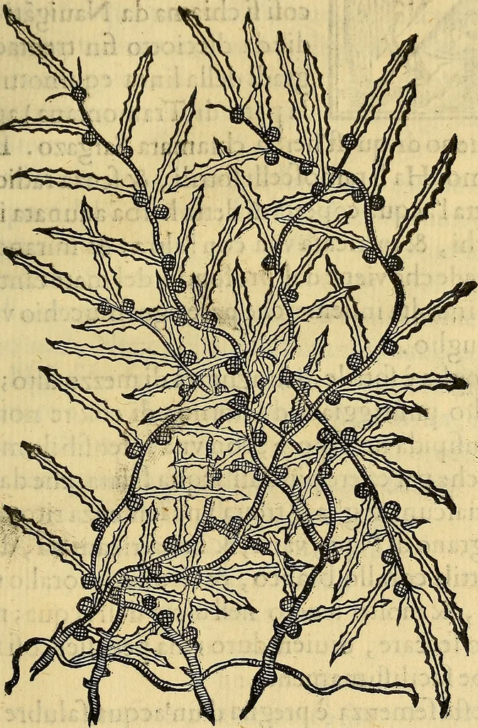 An illustration from Trattato di Christoforo Acosta Africano medico, & chirurgo della historia, natura, et virtu delle droghe medicinali, & altri semplici rarissimi, che vengono portati dalle Indie Orientali in Europa : con le figures delle piante ritratte, & disegnate dal viuo poste a' luoghi proprij ; nuouamente recato dalla Spagnuola nella nostra lingua .., 1585, leaf 326