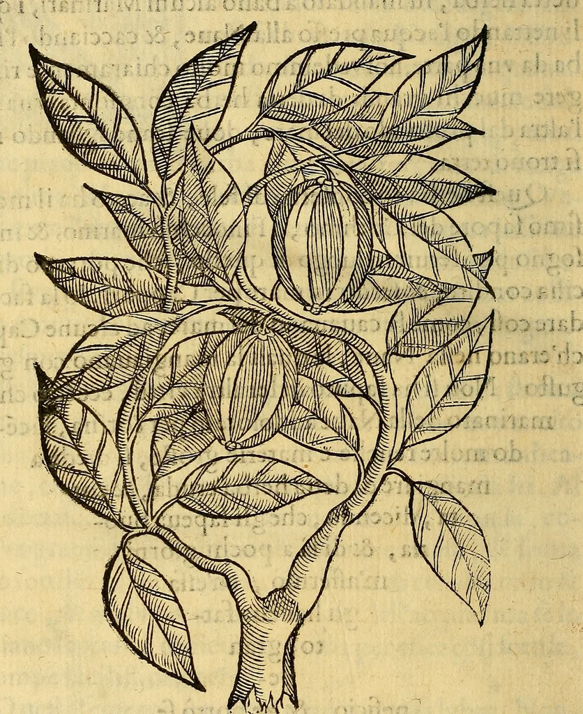 An illustration from Trattato di Christoforo Acosta Africano medico, & chirurgo della historia, natura, et virtu delle droghe medicinali, & altri semplici rarissimi, che vengono portati dalle Indie Orientali in Europa : con le figures delle piante ritratte, & disegnate dal viuo poste a' luoghi proprij ; nuouamente recato dalla Spagnuola nella nostra lingua .., 1585, leaf 329