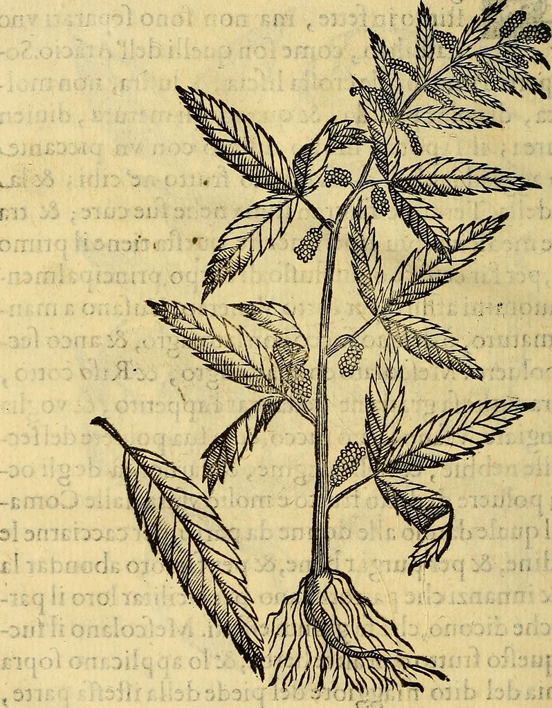 An illustration from Trattato di Christoforo Acosta Africano medico, & chirurgo della historia, natura, et virtu delle droghe medicinali, & altri semplici rarissimi, che vengono portati dalle Indie Orientali in Europa : con le figures delle piante ritratte, & disegnate dal viuo poste a' luoghi proprij ; nuouamente recato dalla Spagnuola nella nostra lingua .., 1585, leaf 331
