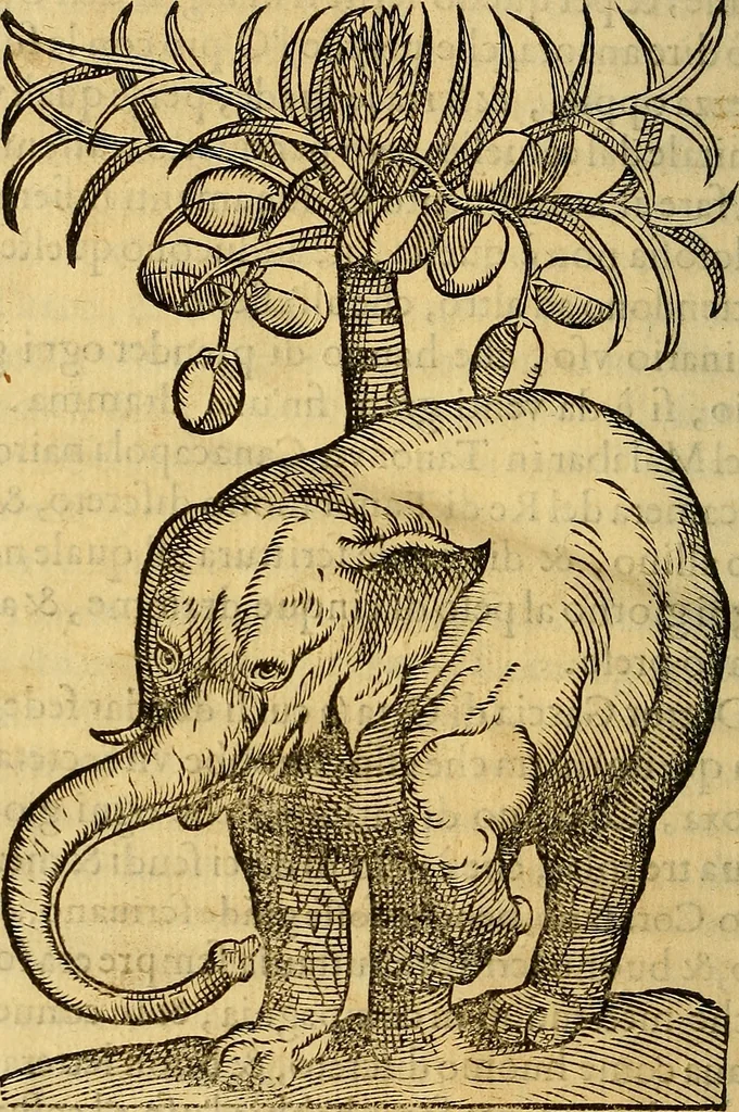 An illustration from Trattato di Christoforo Acosta Africano medico, & chirurgo della historia, natura, et virtu delle droghe medicinali, & altri semplici rarissimi, che vengono portati dalle Indie Orientali in Europa : con le figures delle piante ritratte, & disegnate dal viuo poste a' luoghi proprij ; nuouamente recato dalla Spagnuola nella nostra lingua .., 1585, leaf 373