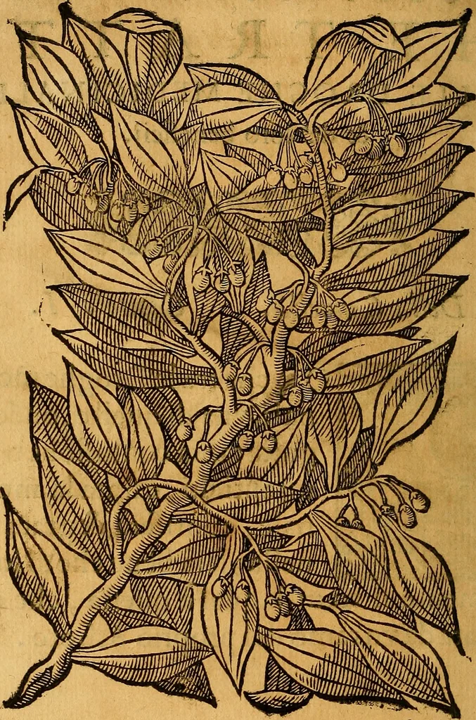 An illustration from Trattato di Christoforo Acosta Africano medico, & chirurgo della historia, natura, et virtu delle droghe medicinali, & altri semplici rarissimi, che vengono portati dalle Indie Orientali in Europa : con le figures delle piante ritratte, & disegnate dal viuo poste a' luoghi proprij ; nuouamente recato dalla Spagnuola nella nostra lingua .., 1585, leaf 57