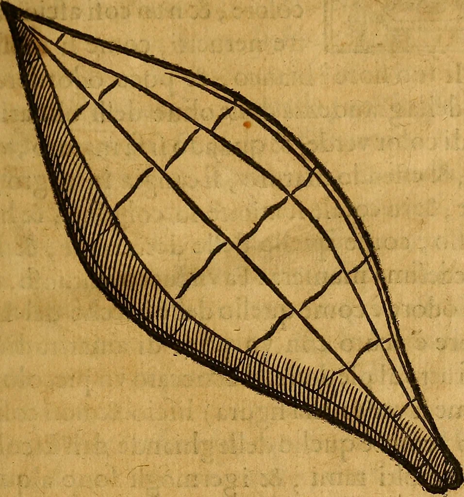 An illustration from Trattato di Christoforo Acosta Africano medico, & chirurgo della historia, natura, et virtu delle droghe medicinali, & altri semplici rarissimi, che vengono portati dalle Indie Orientali in Europa : con le figures delle piante ritratte, & disegnate dal viuo poste a' luoghi proprij ; nuouamente recato dalla Spagnuola nella nostra lingua .., 1585, leaf 58