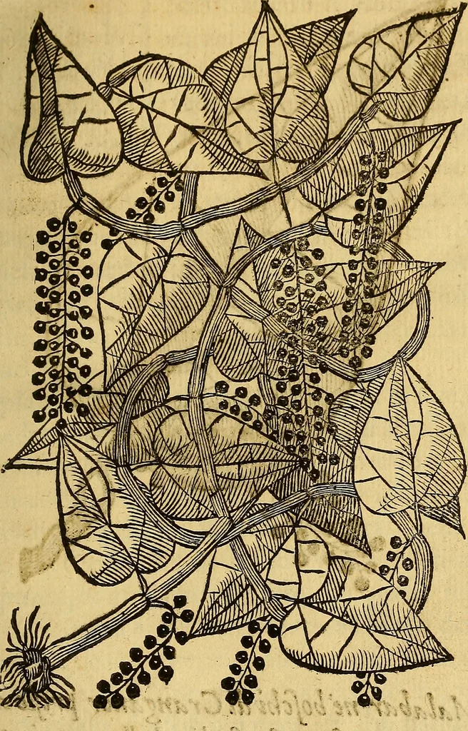 An illustration from Trattato di Christoforo Acosta Africano medico, & chirurgo della historia, natura, et virtu delle droghe medicinali, & altri semplici rarissimi, che vengono portati dalle Indie Orientali in Europa : con le figures delle piante ritratte, & disegnate dal viuo poste a' luoghi proprij ; nuouamente recato dalla Spagnuola nella nostra lingua .., 1585, leaf 70