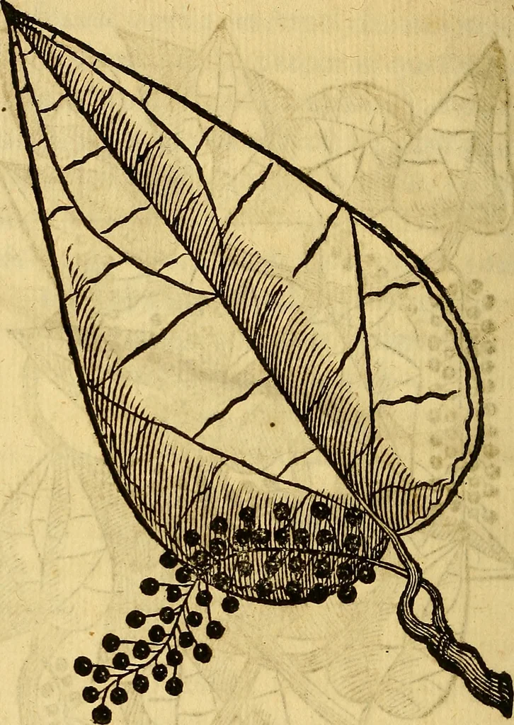 An illustration from Trattato di Christoforo Acosta Africano medico, & chirurgo della historia, natura, et virtu delle droghe medicinali, & altri semplici rarissimi, che vengono portati dalle Indie Orientali in Europa : con le figures delle piante ritratte, & disegnate dal viuo poste a' luoghi proprij ; nuouamente recato dalla Spagnuola nella nostra lingua .., 1585, leaf 71