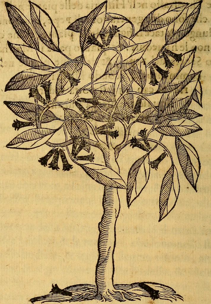 An illustration from Trattato di Christoforo Acosta Africano medico, & chirurgo della historia, natura, et virtu delle droghe medicinali, & altri semplici rarissimi, che vengono portati dalle Indie Orientali in Europa : con le figures delle piante ritratte, & disegnate dal viuo poste a' luoghi proprij ; nuouamente recato dalla Spagnuola nella nostra lingua .., 1585, leaf 79