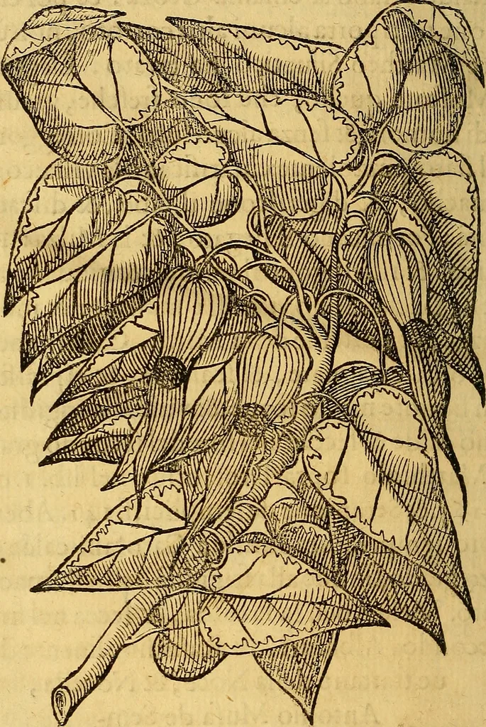 An illustration from Trattato di Christoforo Acosta Africano medico, & chirurgo della historia, natura, et virtu delle droghe medicinali, & altri semplici rarissimi, che vengono portati dalle Indie Orientali in Europa : con le figures delle piante ritratte, & disegnate dal viuo poste a' luoghi proprij ; nuouamente recato dalla Spagnuola nella nostra lingua .., 1585, leaf 87