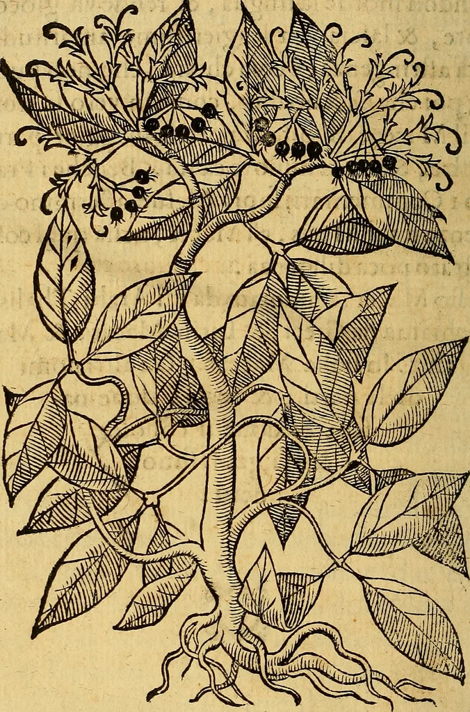 An illustration from Trattato di Christoforo Acosta Africano medico, & chirurgo della historia, natura, et virtu delle droghe medicinali, & altri semplici rarissimi, che vengono portati dalle Indie Orientali in Europa : con le figures delle piante ritratte, & disegnate dal viuo poste a' luoghi proprij ; nuouamente recato dalla Spagnuola nella nostra lingua .., 1585, leaf 97