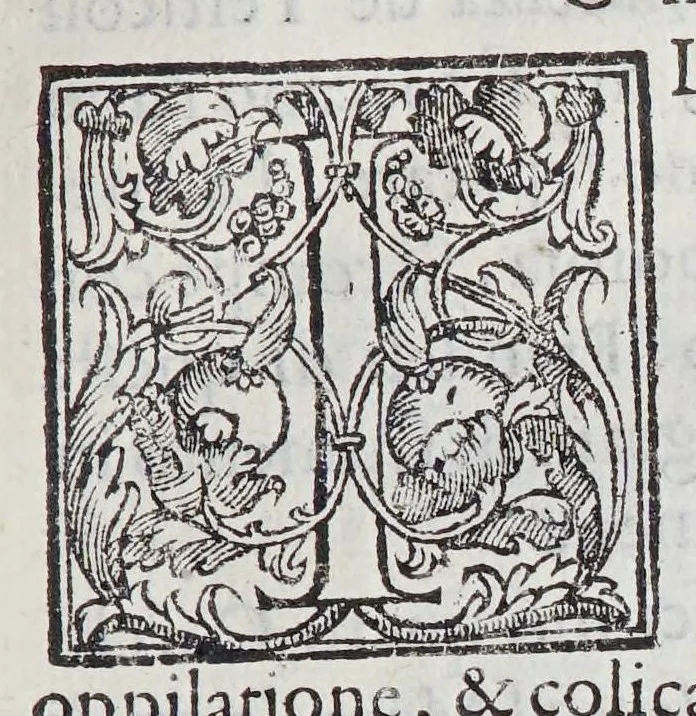 An illustration from Trattato di Christoforo Acosta africano medico, & chirurgo della historia, natura, et virtu delle droghe medicinali, & altri semplici rarissimi, che vengono portati dalle Indie Orientali in Europa, : con le figure delle piante ritratte, & disegnate dal viuo poste a'luoghi proprij., 1585, leaf 139