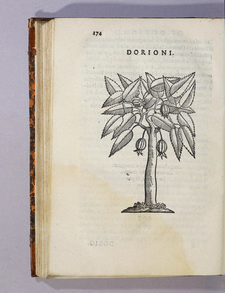 An illustration from Trattato di Christoforo Acosta africano medico, & chirurgo della historia, natura, et virtu delle droghe medicinali, & altri semplici rarissimi, che vengono portati dalle Indie Orientali in Europa, : con le figure delle piante ritratte, & disegnate dal viuo poste a'luoghi proprij., 1585, leaf 230