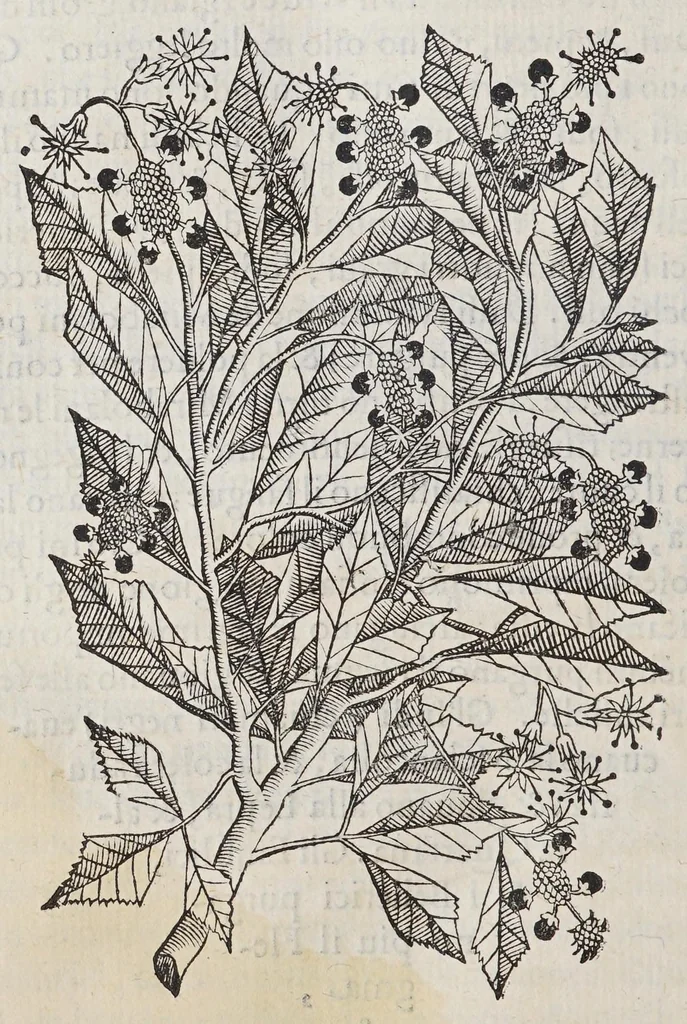 An illustration from Trattato di Christoforo Acosta africano medico, & chirurgo della historia, natura, et virtu delle droghe medicinali, & altri semplici rarissimi, che vengono portati dalle Indie Orientali in Europa, : con le figure delle piante ritratte, & disegnate dal viuo poste a'luoghi proprij., 1585, leaf 266