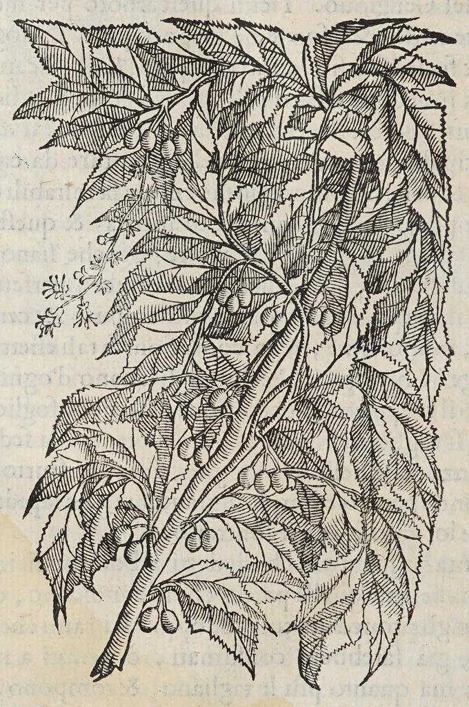 An illustration from Trattato di Christoforo Acosta africano medico, & chirurgo della historia, natura, et virtu delle droghe medicinali, & altri semplici rarissimi, che vengono portati dalle Indie Orientali in Europa, : con le figure delle piante ritratte, & disegnate dal viuo poste a'luoghi proprij., 1585, leaf 270