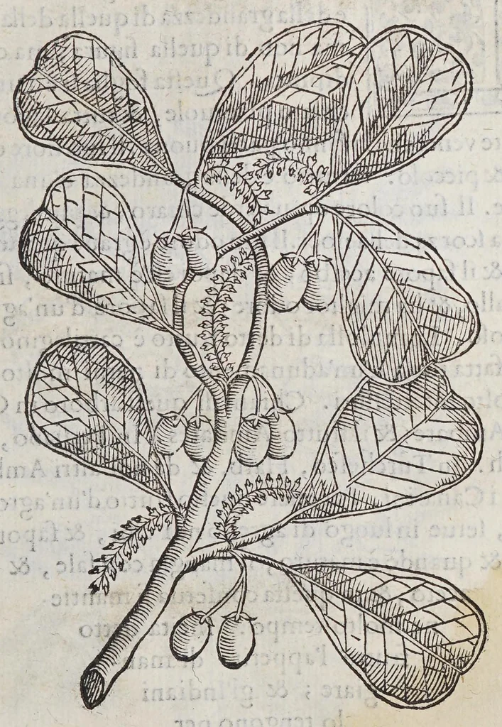 An illustration from Trattato di Christoforo Acosta africano medico, & chirurgo della historia, natura, et virtu delle droghe medicinali, & altri semplici rarissimi, che vengono portati dalle Indie Orientali in Europa, : con le figure delle piante ritratte, & disegnate dal viuo poste a'luoghi proprij., 1585, leaf 277