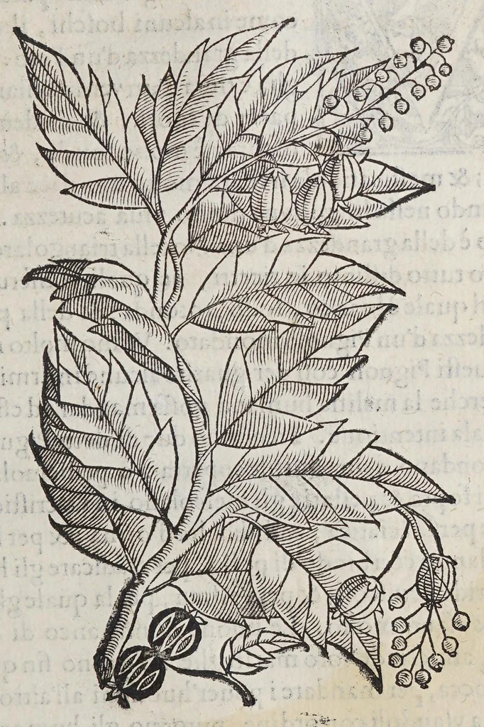 An illustration from Trattato di Christoforo Acosta africano medico, & chirurgo della historia, natura, et virtu delle droghe medicinali, & altri semplici rarissimi, che vengono portati dalle Indie Orientali in Europa, : con le figure delle piante ritratte, & disegnate dal viuo poste a'luoghi proprij., 1585, leaf 293