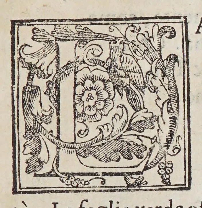 An illustration from Trattato di Christoforo Acosta africano medico, & chirurgo della historia, natura, et virtu delle droghe medicinali, & altri semplici rarissimi, che vengono portati dalle Indie Orientali in Europa, : con le figure delle piante ritratte, & disegnate dal viuo poste a'luoghi proprij., 1585, leaf 319