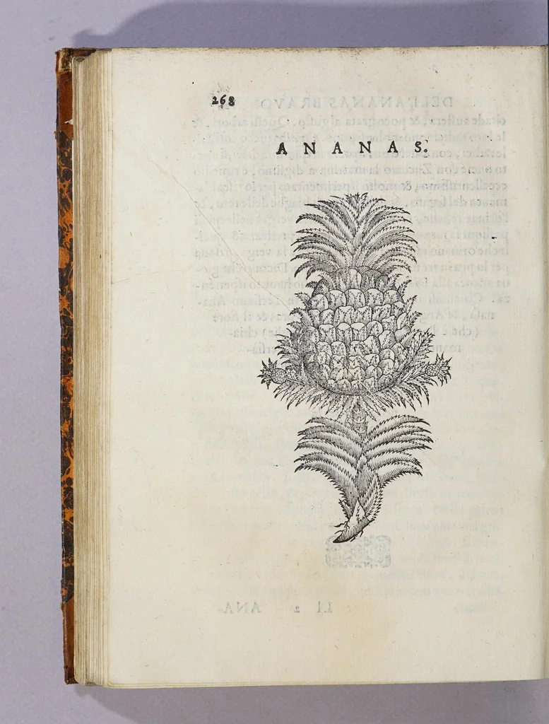 An illustration from Trattato di Christoforo Acosta africano medico, & chirurgo della historia, natura, et virtu delle droghe medicinali, & altri semplici rarissimi, che vengono portati dalle Indie Orientali in Europa, : con le figure delle piante ritratte, & disegnate dal viuo poste a'luoghi proprij., 1585, leaf 324
