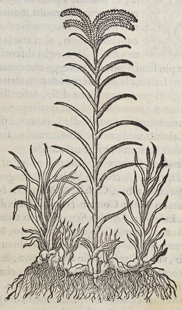 An illustration from Trattato di Christoforo Acosta africano medico, & chirurgo della historia, natura, et virtu delle droghe medicinali, & altri semplici rarissimi, che vengono portati dalle Indie Orientali in Europa, : con le figure delle piante ritratte, & disegnate dal viuo poste a'luoghi proprij., 1585, leaf 345