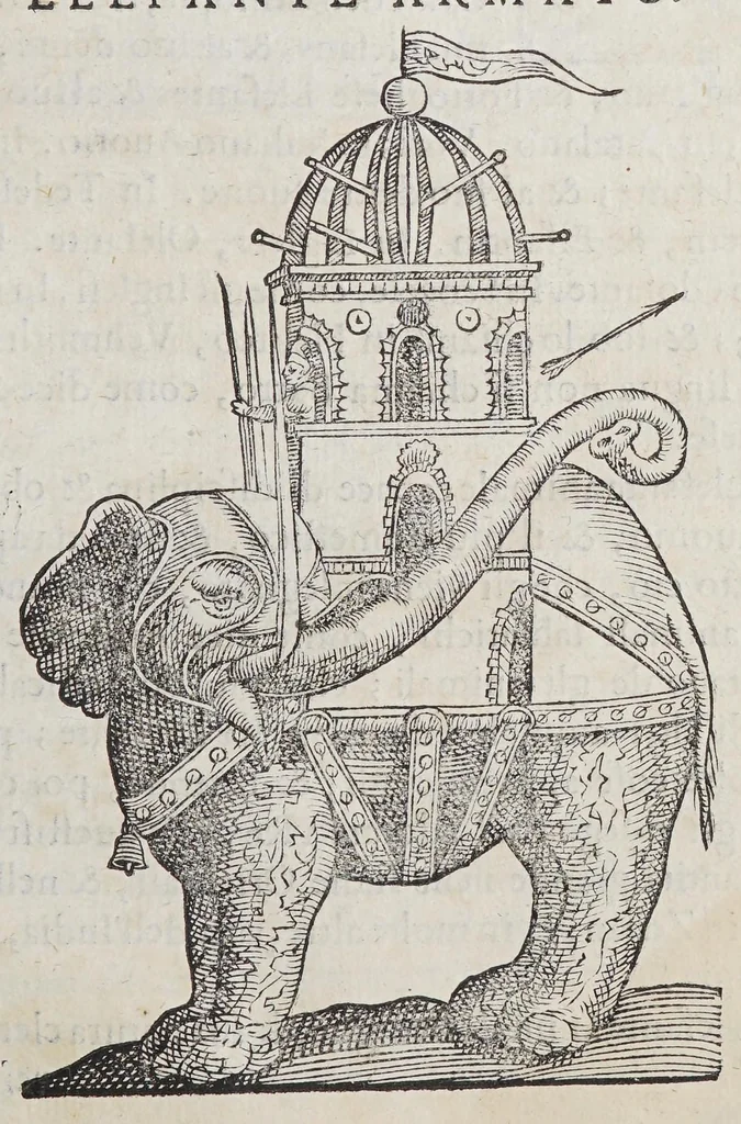 An illustration from Trattato di Christoforo Acosta africano medico, & chirurgo della historia, natura, et virtu delle droghe medicinali, & altri semplici rarissimi, che vengono portati dalle Indie Orientali in Europa, : con le figure delle piante ritratte, & disegnate dal viuo poste a'luoghi proprij., 1585, leaf 375