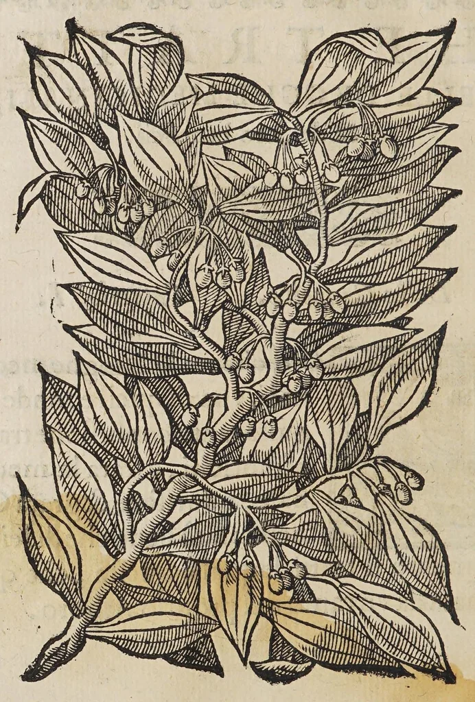 An illustration from Trattato di Christoforo Acosta africano medico, & chirurgo della historia, natura, et virtu delle droghe medicinali, & altri semplici rarissimi, che vengono portati dalle Indie Orientali in Europa, : con le figure delle piante ritratte, & disegnate dal viuo poste a'luoghi proprij., 1585, leaf 58