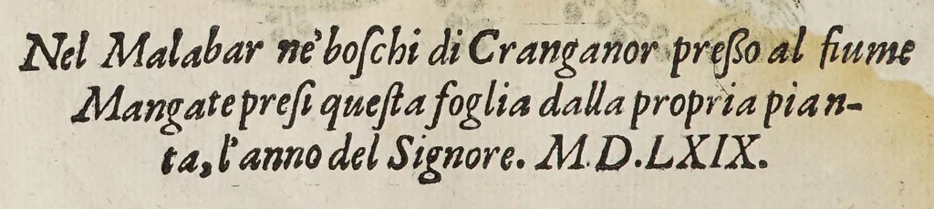 An illustration from Trattato di Christoforo Acosta africano medico, & chirurgo della historia, natura, et virtu delle droghe medicinali, & altri semplici rarissimi, che vengono portati dalle Indie Orientali in Europa, : con le figure delle piante ritratte, & disegnate dal viuo poste a'luoghi proprij., 1585, leaf 72