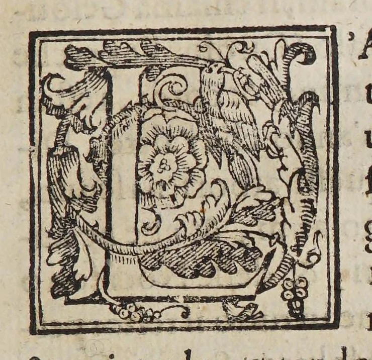 An illustration from Trattato di Christoforo Acosta africano medico, & chirurgo della historia, natura, et virtu delle droghe medicinali, & altri semplici rarissimi, che vengono portati dalle Indie Orientali in Europa, : con le figure delle piante ritratte, & disegnate dal viuo poste a'luoghi proprij., 1585, leaf 81