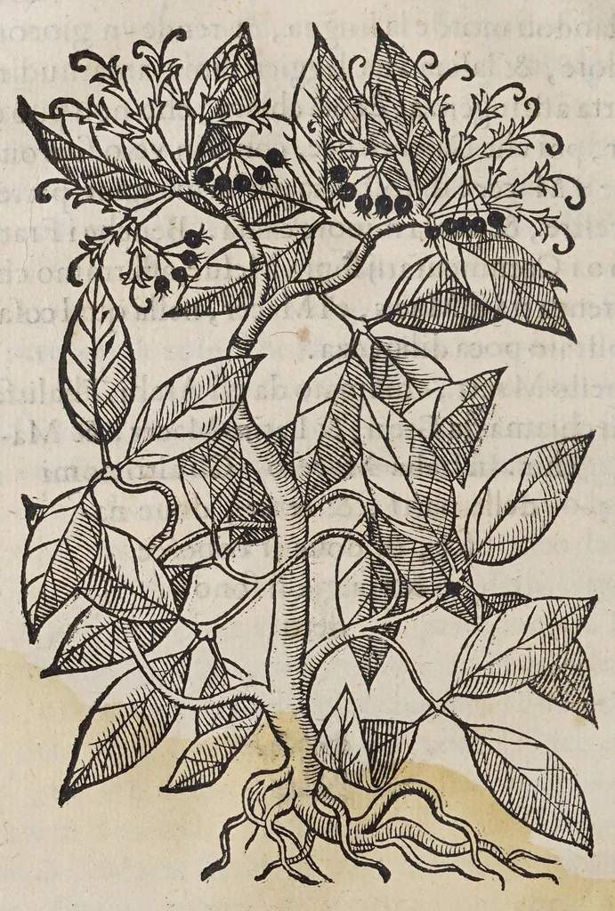 An illustration from Trattato di Christoforo Acosta africano medico, & chirurgo della historia, natura, et virtu delle droghe medicinali, & altri semplici rarissimi, che vengono portati dalle Indie Orientali in Europa, : con le figure delle piante ritratte, & disegnate dal viuo poste a'luoghi proprij., 1585, leaf 98