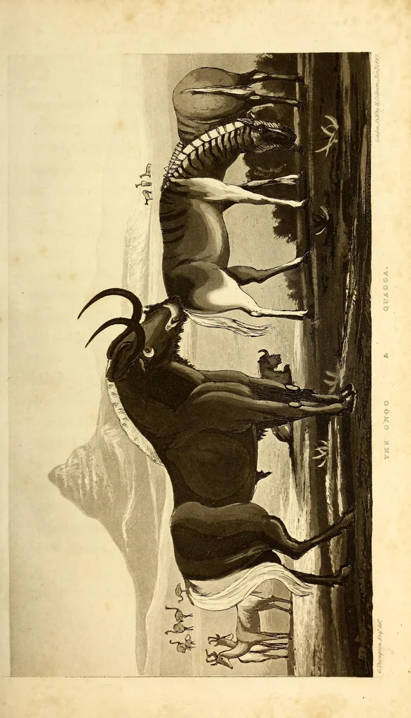 An illustration from Travels and adventures in Southern Africa, 1827, leaf 139