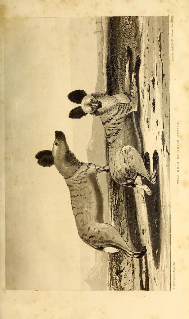 An illustration from Travels and adventures in Southern Africa, 1827, leaf 47