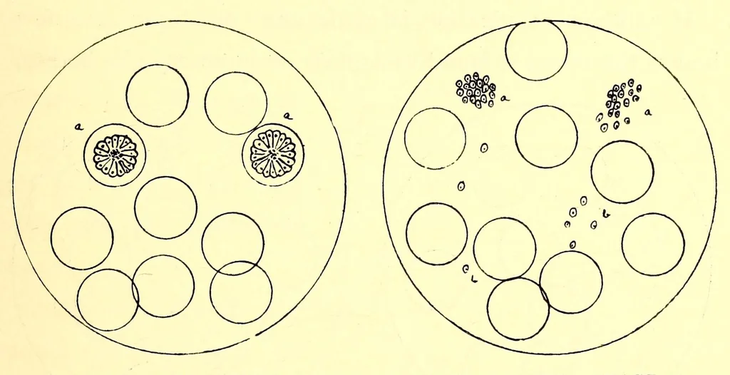 An illustration from Travels and life in Ashanti and Jaman, 1898, leaf 533