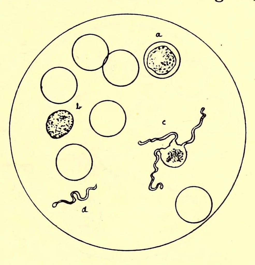 An illustration from Travels and life in Ashanti and Jaman, 1898, leaf 543
