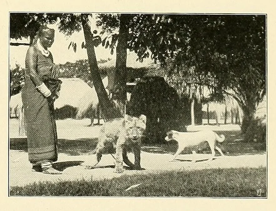 An illustration from À travers le Congo belge; récit de voyage de Banana au Katanga, 1909, leaf 85