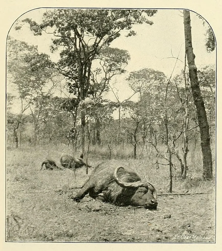 An illustration from À travers le Congo belge; récit de voyage de Banana au Katanga, 1909, leaf 89