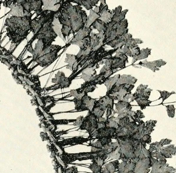 An illustration from The treasury of ancient Egypt; miscellaneous chapters on ancient Egyptian history and archæology, 1911, leaf 132