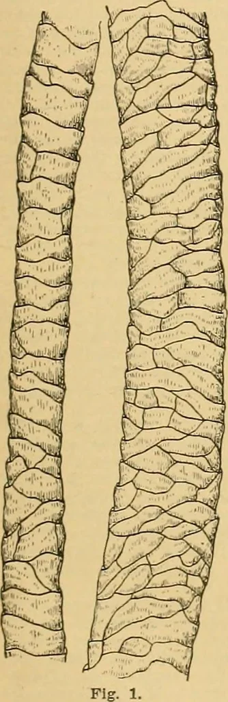 An illustration from A treatise, giving a thorough description of the properties and supply of the fibres, as well as the various processes required for converting wool, cotton, silk from fibre to finished goods, covering both woven and knit goods ... construction of the most modern improvements to preparatory machinery ... accessories relating to construction and equipment of modern textile manufacturing plants .., 1895, leaf 24