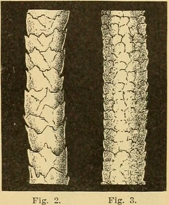 An illustration from A treatise, giving a thorough description of the properties and supply of the fibres, as well as the various processes required for converting wool, cotton, silk from fibre to finished goods, covering both woven and knit goods ... construction of the most modern improvements to preparatory machinery ... accessories relating to construction and equipment of modern textile manufacturing plants .., 1895, leaf 24