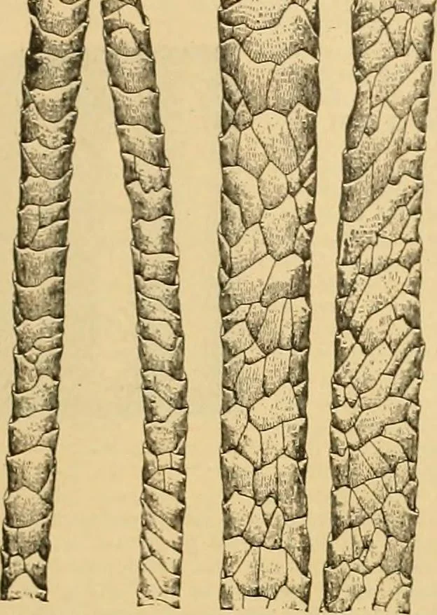 An illustration from A treatise, giving a thorough description of the properties and supply of the fibres, as well as the various processes required for converting wool, cotton, silk from fibre to finished goods, covering both woven and knit goods ... construction of the most modern improvements to preparatory machinery ... accessories relating to construction and equipment of modern textile manufacturing plants .., 1895, leaf 28