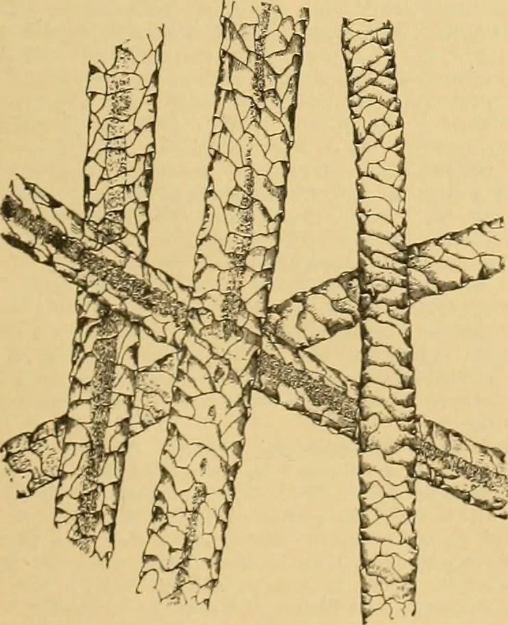 An illustration from A treatise, giving a thorough description of the properties and supply of the fibres, as well as the various processes required for converting wool, cotton, silk from fibre to finished goods, covering both woven and knit goods ... construction of the most modern improvements to preparatory machinery ... accessories relating to construction and equipment of modern textile manufacturing plants .., 1895, leaf 28