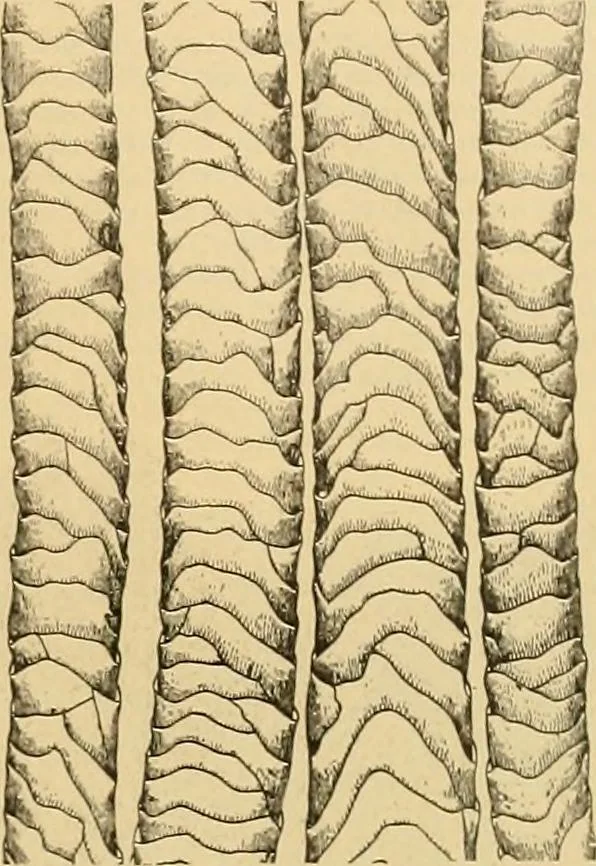 An illustration from A treatise, giving a thorough description of the properties and supply of the fibres, as well as the various processes required for converting wool, cotton, silk from fibre to finished goods, covering both woven and knit goods ... construction of the most modern improvements to preparatory machinery ... accessories relating to construction and equipment of modern textile manufacturing plants .., 1895, leaf 28