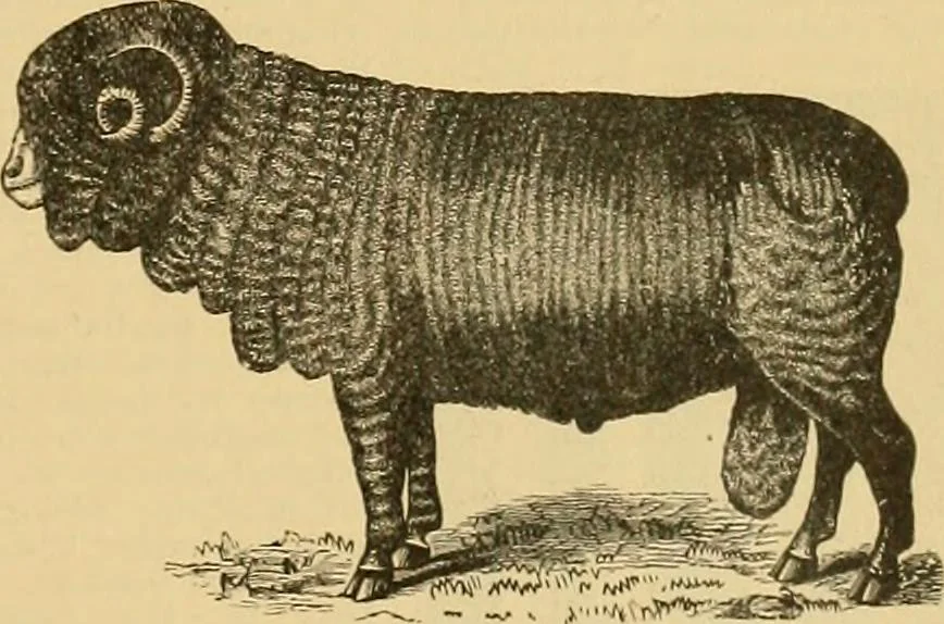 An illustration from A treatise, giving a thorough description of the properties and supply of the fibres, as well as the various processes required for converting wool, cotton, silk from fibre to finished goods, covering both woven and knit goods ... construction of the most modern improvements to preparatory machinery ... accessories relating to construction and equipment of modern textile manufacturing plants .., 1895, leaf 28