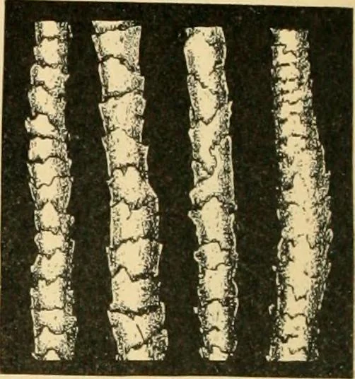 An illustration from A treatise, giving a thorough description of the properties and supply of the fibres, as well as the various processes required for converting wool, cotton, silk from fibre to finished goods, covering both woven and knit goods ... construction of the most modern improvements to preparatory machinery ... accessories relating to construction and equipment of modern textile manufacturing plants .., 1895, leaf 29
