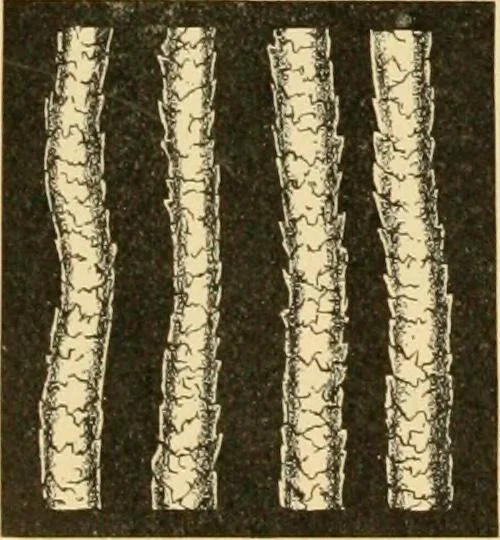 An illustration from A treatise, giving a thorough description of the properties and supply of the fibres, as well as the various processes required for converting wool, cotton, silk from fibre to finished goods, covering both woven and knit goods ... construction of the most modern improvements to preparatory machinery ... accessories relating to construction and equipment of modern textile manufacturing plants .., 1895, leaf 29
