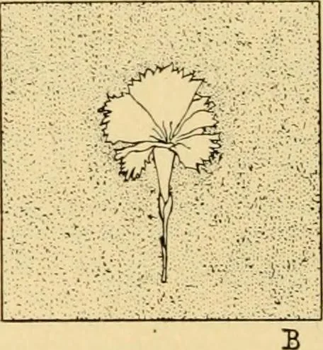An illustration from A treatise, giving a thorough description of the properties and supply of the fibres, as well as the various processes required for converting wool, cotton, silk from fibre to finished goods, covering both woven and knit goods ... construction of the most modern improvements to preparatory machinery ... accessories relating to construction and equipment of modern textile manufacturing plants .., 1895, leaf 291