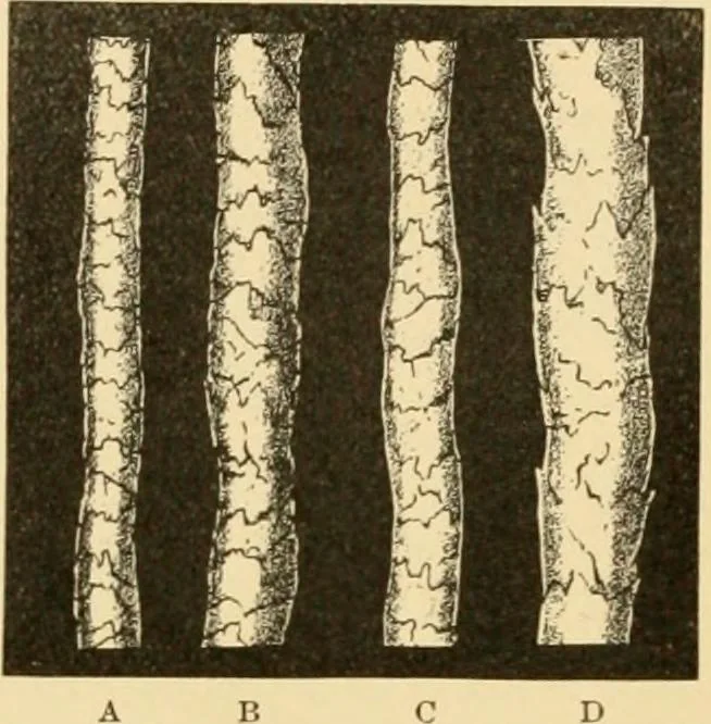 An illustration from A treatise, giving a thorough description of the properties and supply of the fibres, as well as the various processes required for converting wool, cotton, silk from fibre to finished goods, covering both woven and knit goods ... construction of the most modern improvements to preparatory machinery ... accessories relating to construction and equipment of modern textile manufacturing plants .., 1895, leaf 31